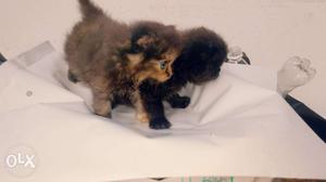 Semi doll Persian kittens for sale. Long fury and Buffy