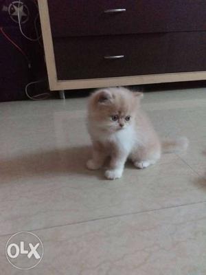 Short-fur Beige Kitten