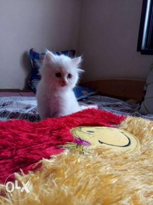Short-fur White Persian cute female cat (kitten)