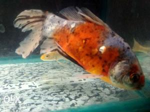 Shubunkin gold fish