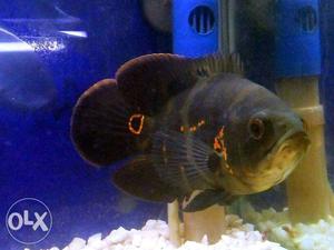 Size 4" inc Very active and play full fish.