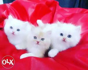Snow White with Blue Eyes Pure Persian kittens Available