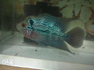 Srd Imported Flowerhorn With Head Popped... Fixed