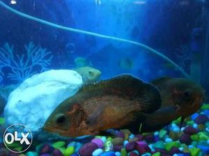 Two Brown Aquarium Fish