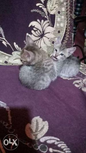 Two Grey Tabby kitten s