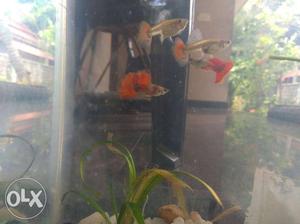 Two Orange And Two Gray Pet Fish
