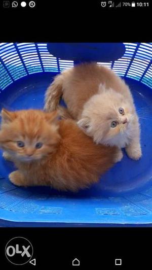 Two Orange Tabby Kittens Screenshot