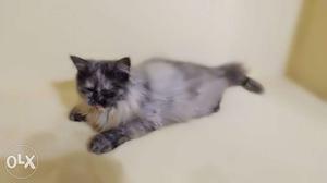 Two cute and healthy Persian kittens for sale