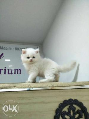 Very cute Persian kittens for u limited stock