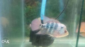 White And Blue Flowerhorn Fish
