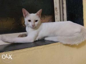 White Persian Cat Male