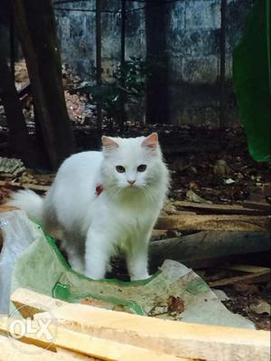White male british longhair 10 months old cat for sale