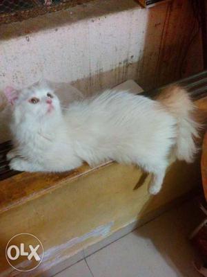 White n brown doll face female persion cat