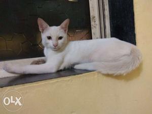 White persian male Cat In Kankavli