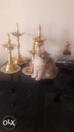 Wonderful Persian Kitten
