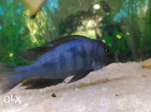 1 pis blue chichild fish very good colour HEALTHY