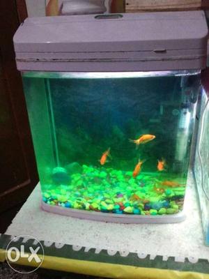 1 year old aquarium with stone light pump heater without