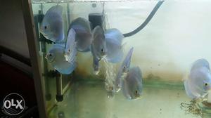 12 pic 5" Blue Dimand for sale