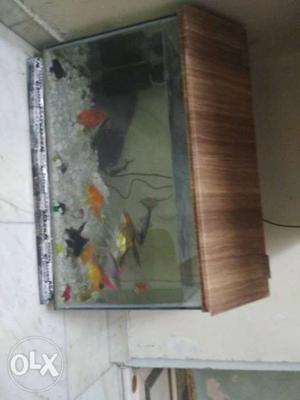 2.5 feet tank With roof 13 fishes Power head