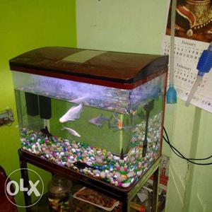 2 mnt old big size fish tank with dual oxygen