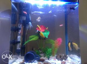 20 soft fishes for sale