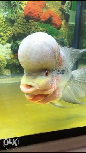 2yr old flowerhorn super active and beautiful.