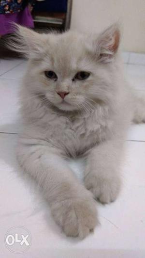 3.5 months old male Persian cat