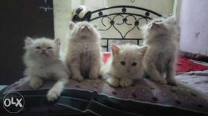 3 male n 1female fone lovely kittens/1month old
