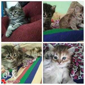 3 new born persian mexican russian kitten 20k each