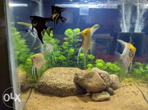 7 angel fish for freshwater aquarium. 180 for all.