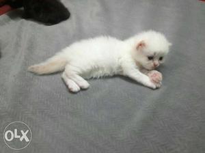70 days old kitten pure white with blue eyes