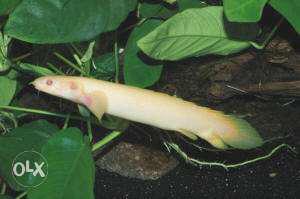 Albino Senegal 3 inch
