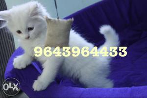 All Types of Persian Kittens Available. All Types