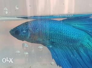 All type Of HM Bettas Avalable Piece 250 Pair 500