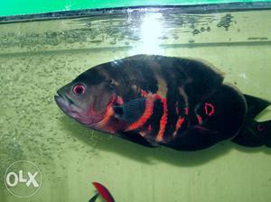 Aquarium Oscar Fish 10+ inches price negotiable