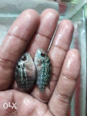Baby Flowerhorn fishes Vastu fish brings gud luck