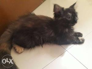 Black Persian Kitten in kanpur
