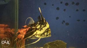 Black and white striped Angel Fish. Palm size.
