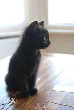 Black parsian kitten 1month old very active n