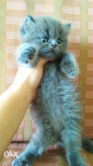 Blue Russian kitten for sale plz call me now