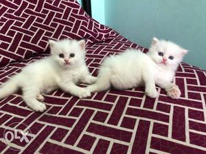 Blue eyes White persian Kittens...