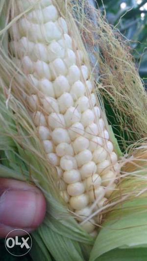 Corn silileg for pet animals