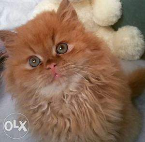 Cute Male Persian Kitten