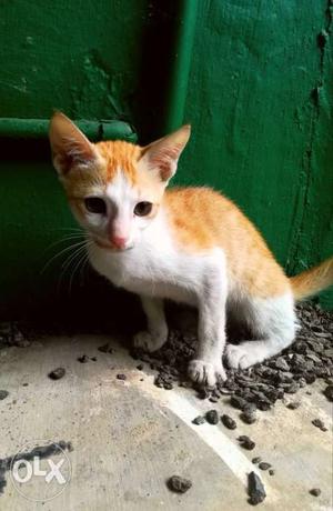 Cute cats for adoption
