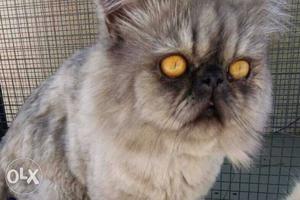 Exterme Punch Persian proven Male 2 yr old