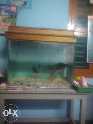 Fish tank 60 cm length 30 cm