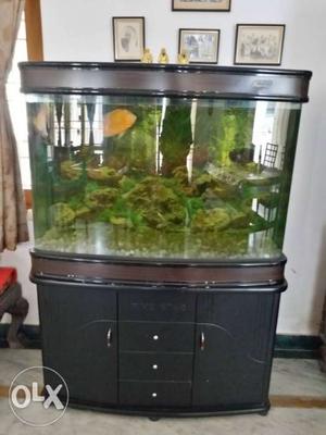 Fish tank with 4 oscar fishes n external filter