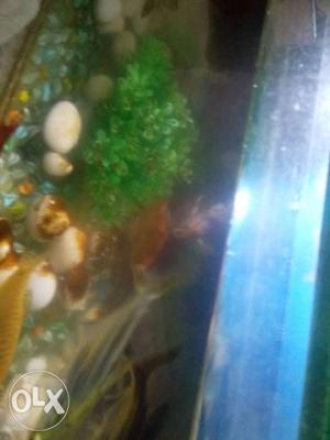 Fishtank 9pair of fish and stone and filtter also