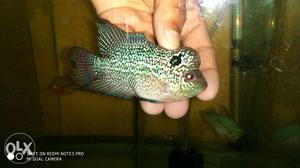 Floran Fish A to Z available here 10 km home fish tank what