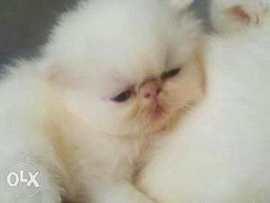 Full punch Persian male kitty available